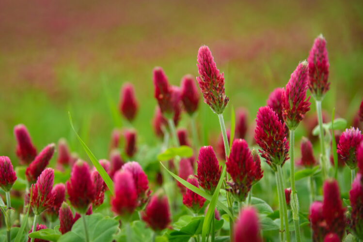 Improve Soil With Cover Crops for Gardens
